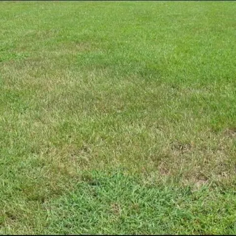 thumbnail for publication: St. Augustinegrass for Florida Lawns